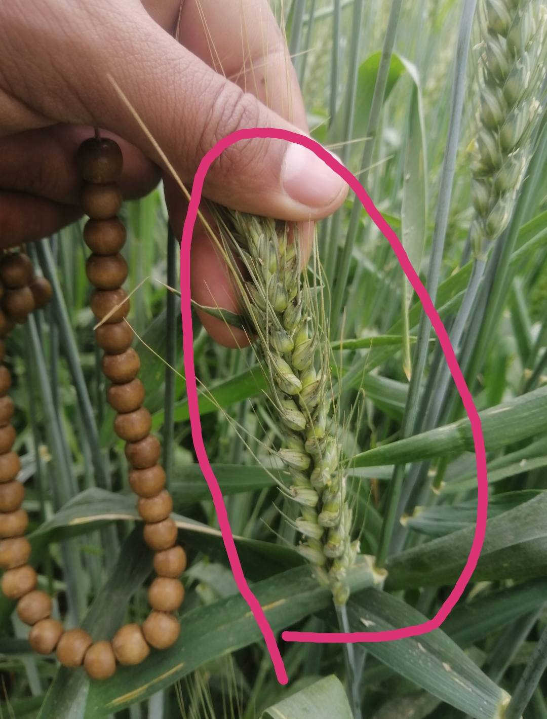 الحقوني انا زهقان من امبارح وتقريباً كدة خلاص تعبي وشقايا ومصاريفي بتاع السنة راح مني 😭😭 ومن امبارح مفطرتش ولا ليا نفس احط حاجة ف بوقي من ساعة ماشوفت المشاكل اللي في القمح دي ولا عارف اسبابها ولا علاجها وكمان اديت جرعة زيادة رشيت 2 كيلو سترات بوتاسيوم للفدان على 7 ملوات وهي باين اللي صفرت القمح 😭😭 وكمان باقي المشاكل التانية دي  😭 حاسس اني عايز اموت نفسي من كتر الحزن 😭ادعولي ربنا يعوض عليا